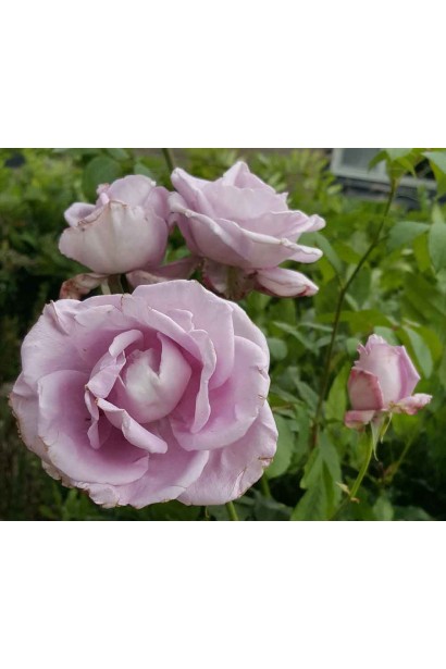 Роза Индиголетта в период цветения цветов